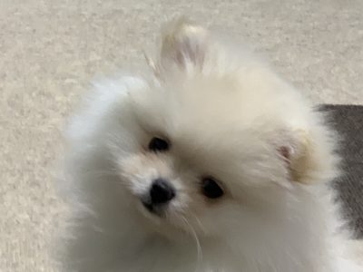 子犬の販売 伊藤ブリーダー